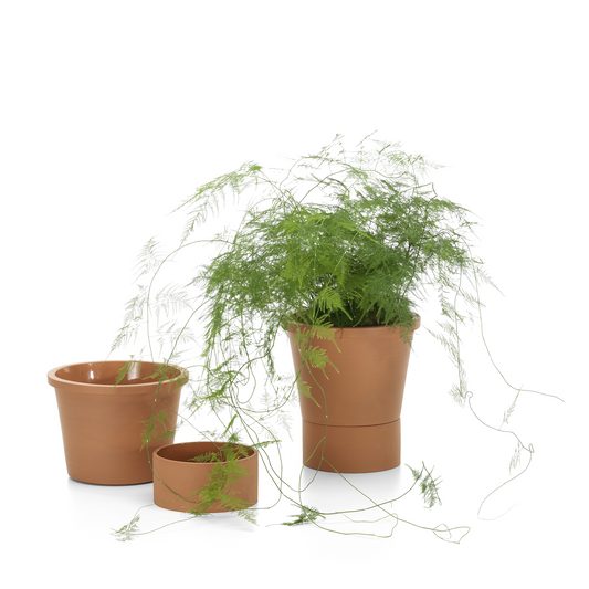 Terracotta Pot – Thélonious Goupil